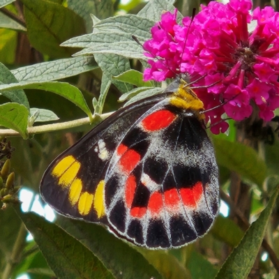 Delias harpalyce (Imperial Jezebel) at QPRC LGA - 14 Mar 2024 by MatthewFrawley