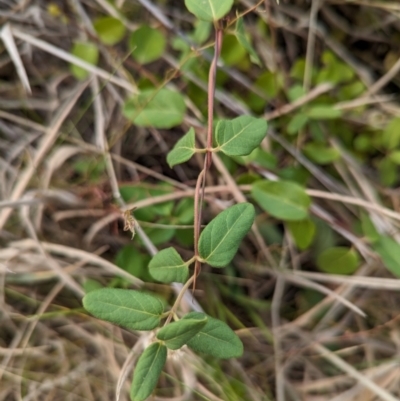 Lonicera japonica (Japanese Honeysuckle) at The Pinnacle - 14 Mar 2024 by CattleDog