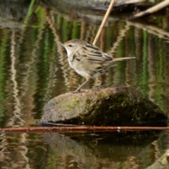 Poodytes gramineus (Little Grassbird) at Strathnairn, ACT - 14 Mar 2024 by Thurstan