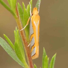 Thudaca obliquella (A Gelechioid moth (Hypertrophidae)) at Black Mountain - 19 Feb 2024 by ConBoekel
