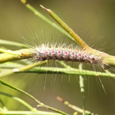 Anestia (genus) (A tiger moth) at Acton, ACT - 19 Feb 2024 by ConBoekel