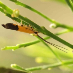 Crocanthes micradelpha (A longhorned moth) at Acton, ACT - 19 Feb 2024 by ConBoekel