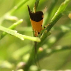 Crocanthes micradelpha at Black Mountain - 19 Feb 2024