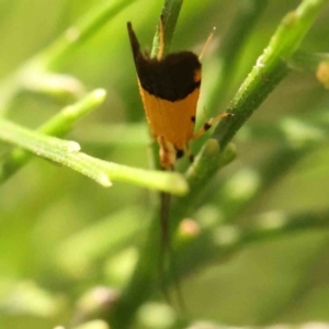 Crocanthes micradelpha at Black Mountain - 19 Feb 2024 02:08 PM