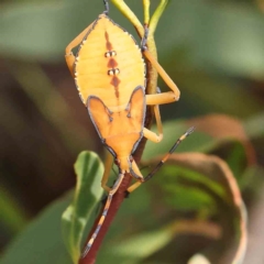 Amorbus sp. (genus) (Eucalyptus Tip bug) at Black Mountain - 19 Feb 2024 by ConBoekel