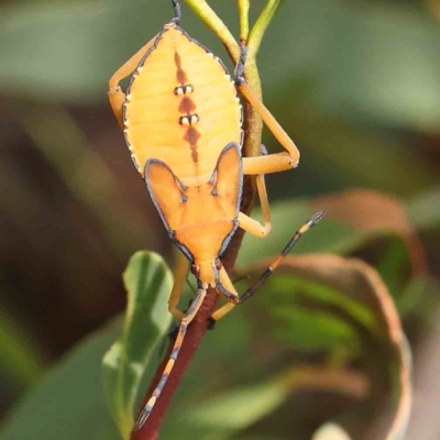 Amorbus (genus) (Eucalyptus Tip bug) at Black Mountain - 19 Feb 2024 by ConBoekel
