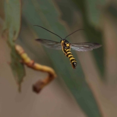 Ichneumonidae (family) at Black Mountain - 19 Feb 2024 02:29 PM