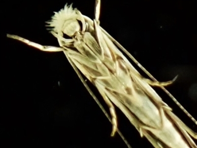 Stegommata leptomitella (Hakea Leaf-Miner) by CathB