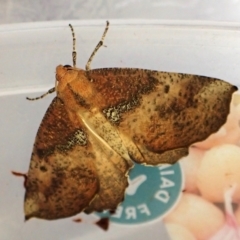 Mnesampela comarcha (Dry-leaf Gum Moth) at Cook, ACT - 14 Mar 2024 by CathB