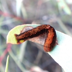 Mnesampela comarcha at Mount Painter - 14 Mar 2024