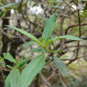 Prostanthera lasianthos at Tallaganda State Forest - 13 Mar 2024