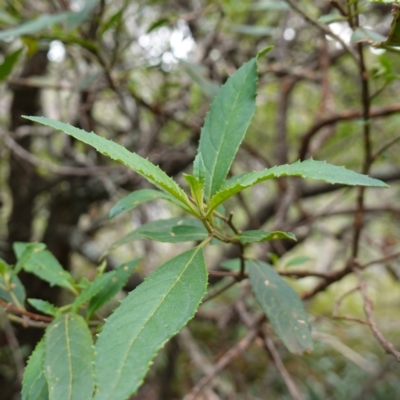 Prostanthera lasianthos (Victorian Christmas Bush) at Jingera, NSW - 12 Mar 2024 by RobG1