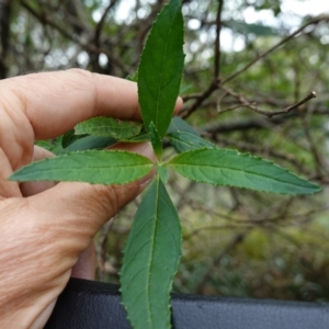 Prostanthera lasianthos at Tallaganda State Forest - 13 Mar 2024 10:35 AM