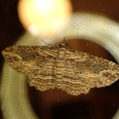 Chrysolarentia severata (Finely-lined Carpet) at Cook, ACT - 12 Mar 2024 by CathB