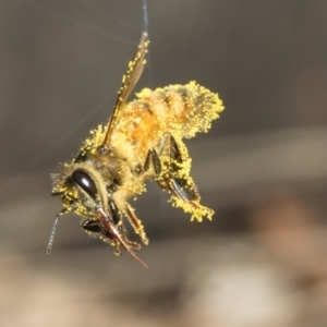 Apis mellifera at Higgins, ACT - 9 Mar 2024 07:49 AM