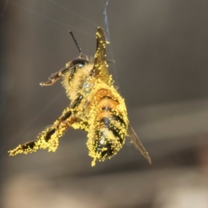 Apis mellifera at Higgins, ACT - 9 Mar 2024 07:49 AM