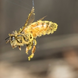 Apis mellifera at Higgins, ACT - 9 Mar 2024 07:49 AM