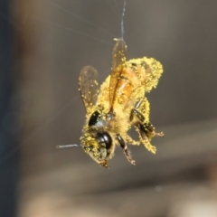 Apis mellifera at Higgins, ACT - 9 Mar 2024 07:49 AM