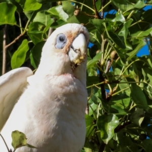 Cacatua sanguinea at Nicholls, ACT - 12 Mar 2024 07:29 AM