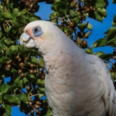 Cacatua sanguinea at Nicholls, ACT - 12 Mar 2024 07:29 AM