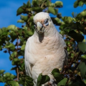 Cacatua sanguinea at Nicholls, ACT - 12 Mar 2024 07:29 AM