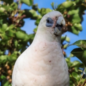 Cacatua sanguinea at Nicholls, ACT - 12 Mar 2024 07:29 AM