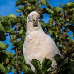 Cacatua sanguinea at Nicholls, ACT - 12 Mar 2024 07:29 AM