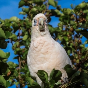 Cacatua sanguinea at Nicholls, ACT - 12 Mar 2024