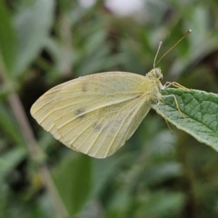 Pieris rapae (Cabbage White) at QPRC LGA - 14 Mar 2024 by MatthewFrawley