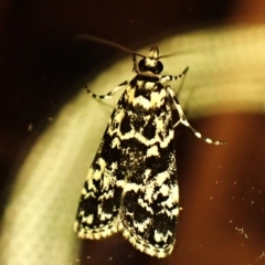 Scoparia exhibitalis (A Crambid moth) at Cook, ACT - 12 Mar 2024 by CathB