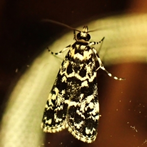 Scoparia exhibitalis at Cook, ACT - 12 Mar 2024