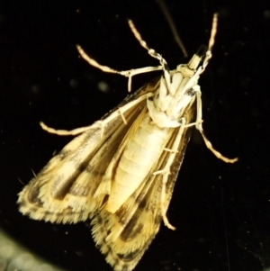 Scoparia exhibitalis at Cook, ACT - 12 Mar 2024