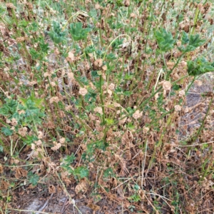 Malva parviflora at Mount Majura - 14 Mar 2024