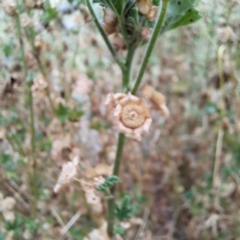 Malva parviflora at Mount Majura - 14 Mar 2024 09:49 AM