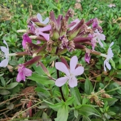 Saponaria officinalis (Soapwort, Bouncing Bet) at Tharwa, ACT - 14 Mar 2024 by HarleyB