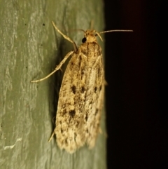 Hofmannophila pseudospretella (Brown House Moth) at Cook, ACT - 12 Mar 2024 by CathB