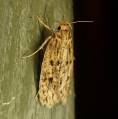 Hofmannophila pseudospretella (Brown House Moth) at Cook, ACT - 12 Mar 2024 by CathB