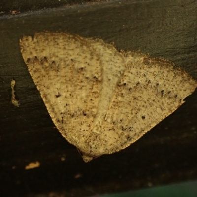 Amelora anepiscepta (Reddish Cape-moth (Ennominae)) at Cook, ACT - 13 Mar 2024 by CathB