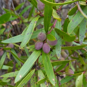 Persoonia silvatica at Tallaganda State Forest - 13 Mar 2024 10:41 AM