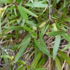 Persoonia silvatica at Tallaganda State Forest - 13 Mar 2024 10:41 AM