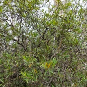 Persoonia silvatica at Tallaganda State Forest - 13 Mar 2024 10:41 AM