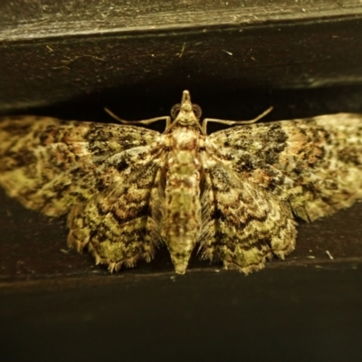 Chloroclystis catastreptes (Green and Brown Carpet) at Cook, ACT - 12 Mar 2024 by CathB