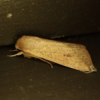 Mythimna (Pseudaletia) convecta (Common Armyworm) at Cook, ACT - 13 Mar 2024 by CathB