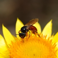 Exoneura sp. (genus) (A reed bee) at Jingera, NSW - 12 Mar 2024 by RobG1