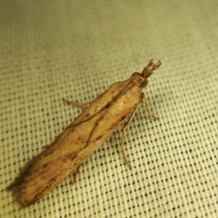 Faveria tritalis (Couchgrass Webworm) at Cook, ACT - 13 Mar 2024 by CathB