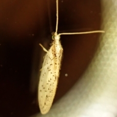 Zachobiella sp. (genus) (A brown lacewing) at Cook, ACT - 12 Mar 2024 by CathB