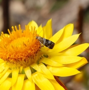 Tebenna micalis at Tallaganda State Forest - 13 Mar 2024 11:15 AM