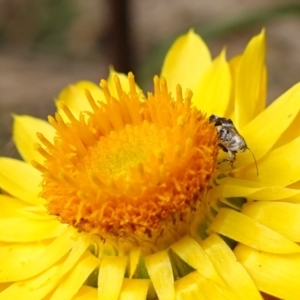 Tebenna micalis at Tallaganda State Forest - 13 Mar 2024