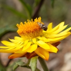 Tebenna micalis at Tallaganda State Forest - 13 Mar 2024