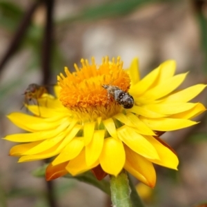 Tebenna micalis at Tallaganda State Forest - 13 Mar 2024 11:15 AM